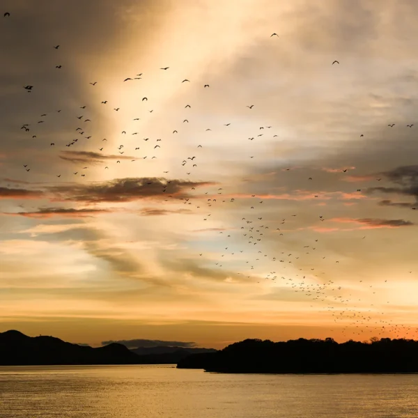 Bali Komodo Trips vs the Alternatives