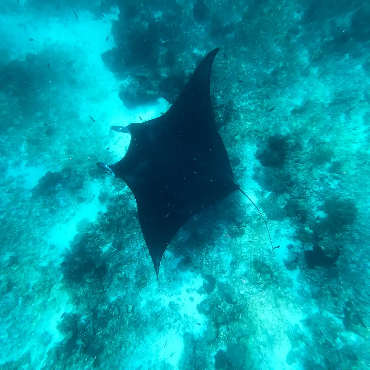 Manta Point