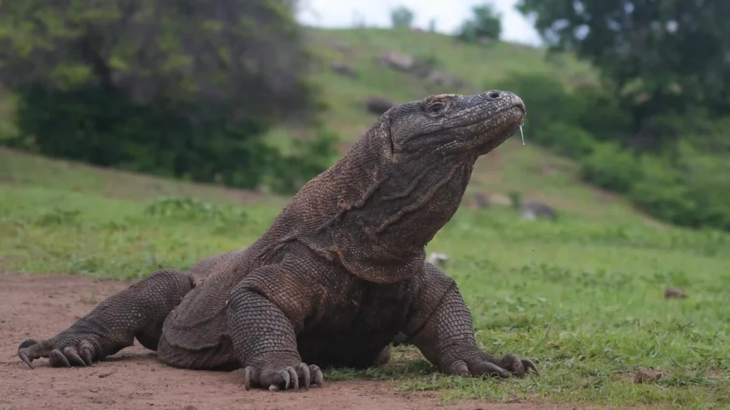 Best Bali Komodo Trips for First-Time Travelers