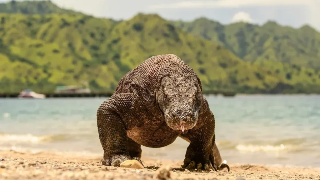 Complete 2026 Komodo National Park tour and fee guide